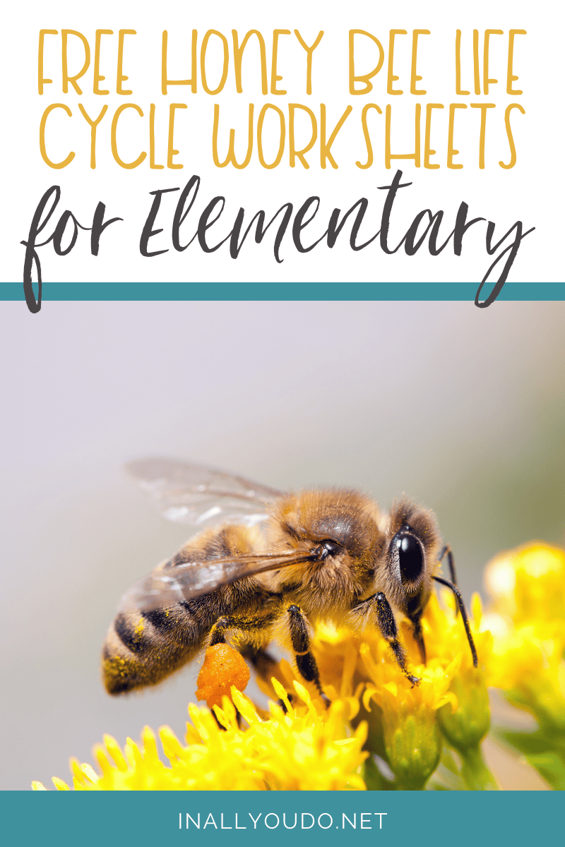 free honey bee life cycle worksheets